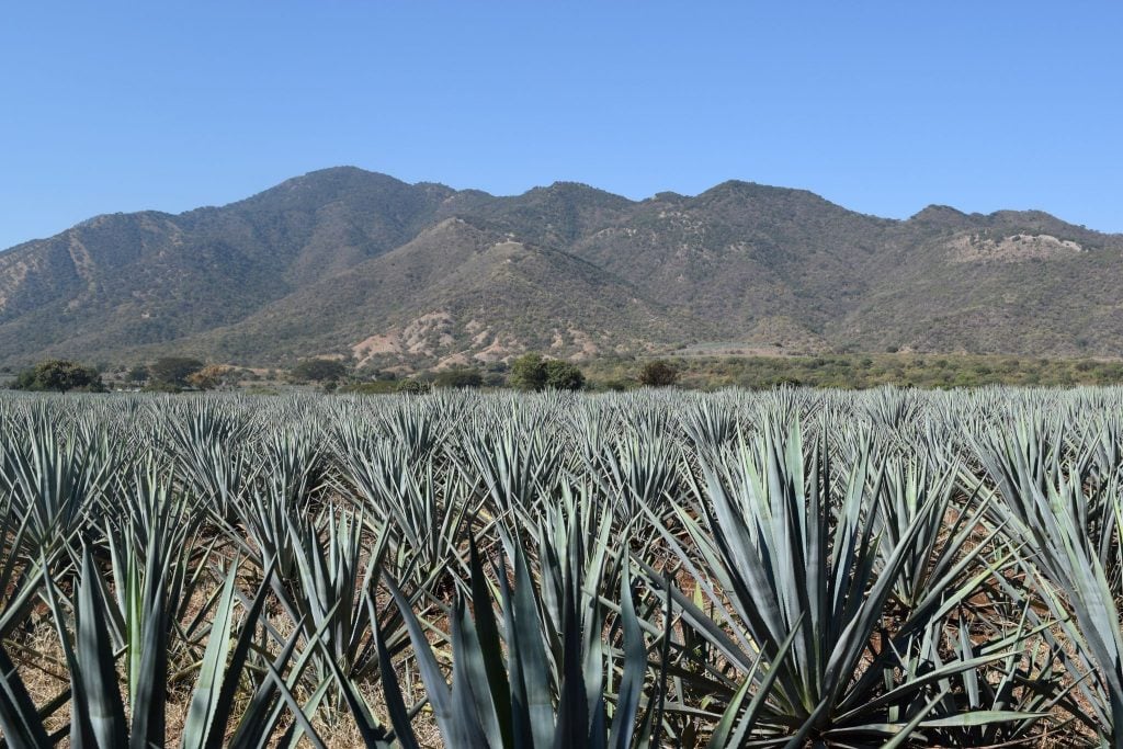 Storywood Tequila