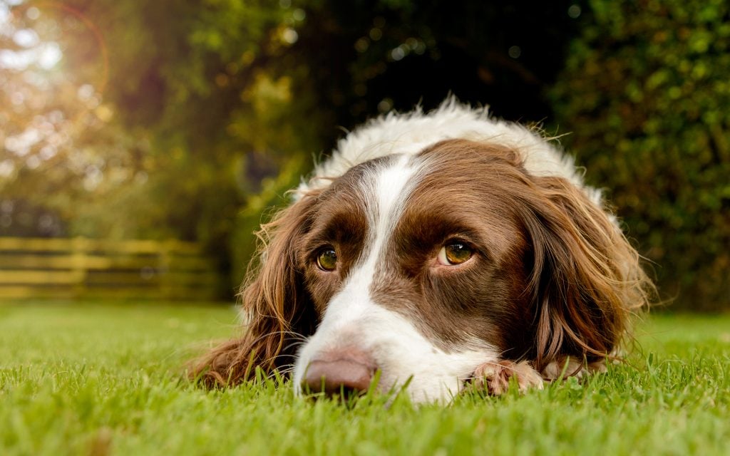 On The Nightcap this week: spaniels