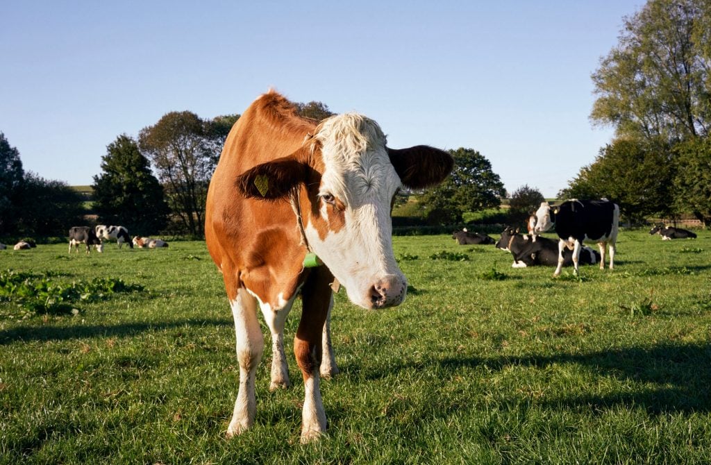 Black Cow Vodka