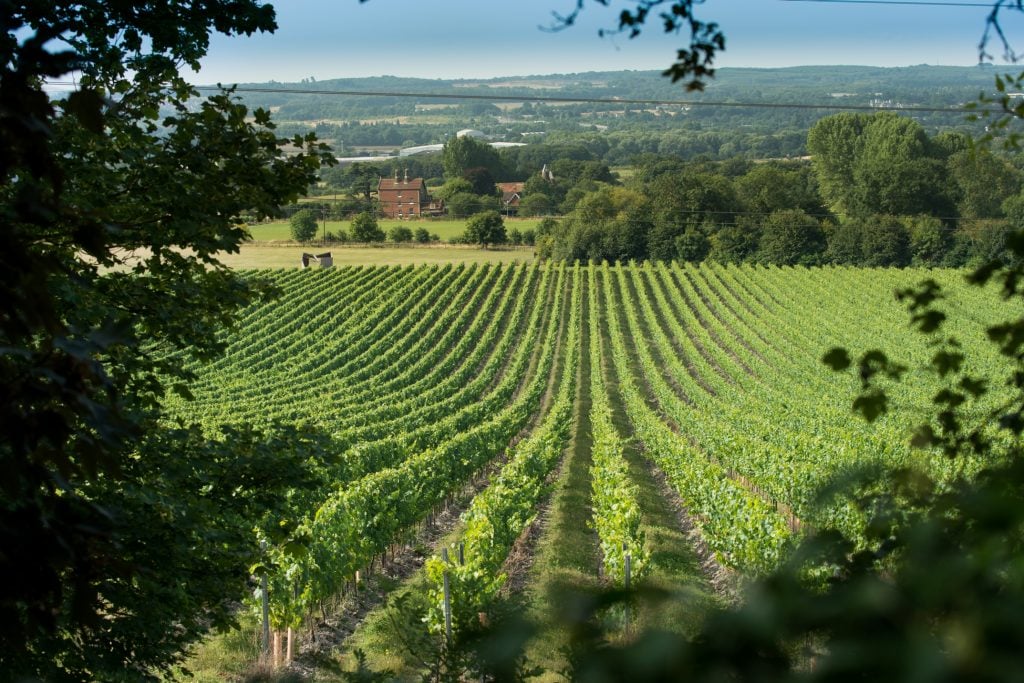 Chapel Down Kit's Coty Vineyard
