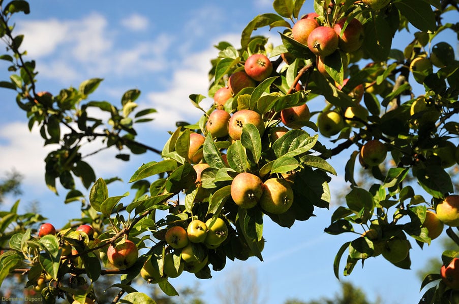 Apples growing at Domaine Dupont in Calvados