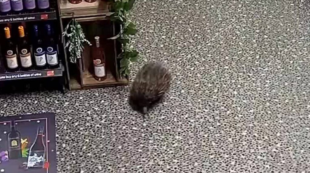 Echidna rampage!