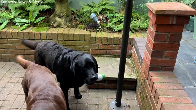 Dog gin