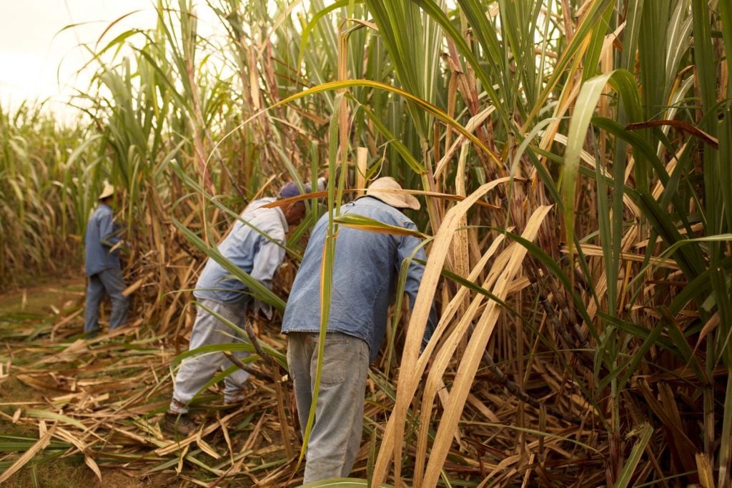 Harvesting sugarcane at Ron Abuelo