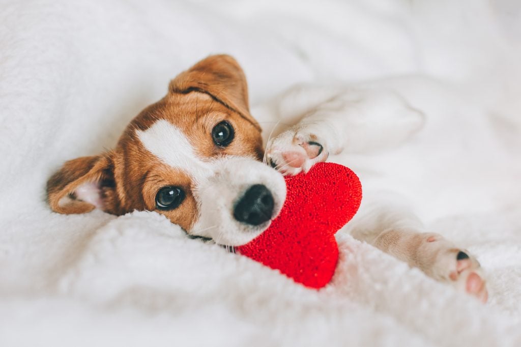 whisky Valentine's Day