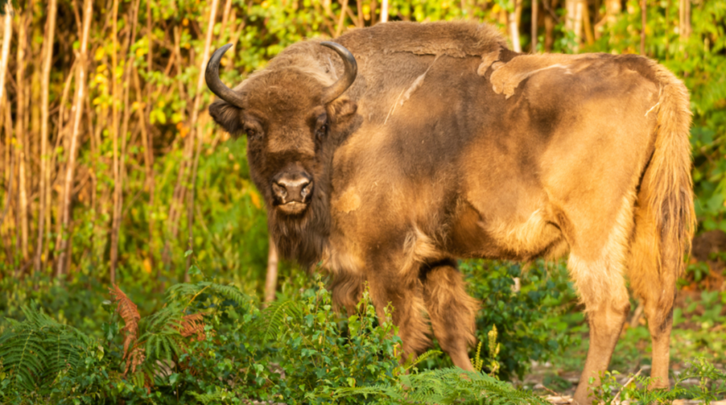 Bison Climate change The Nightcap: 29 July