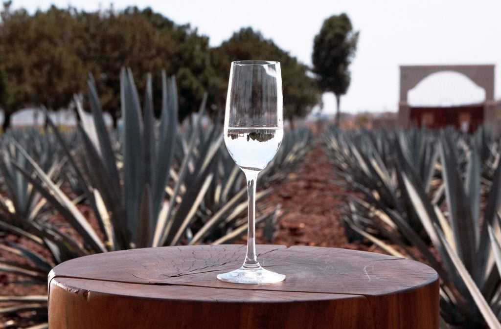 Tequila glass in an agave field