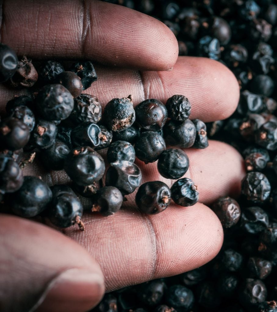 Juniperus procera, African juniper berries that go into Procera Gin