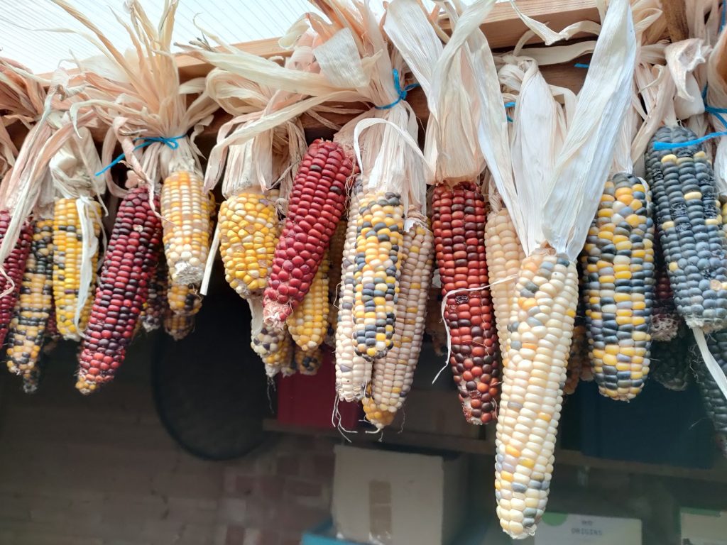 Heritage corn varieties at the Oxford Artisan Distillery 
