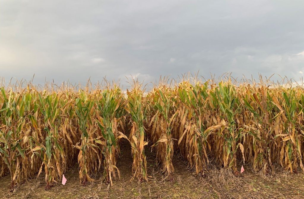 Corn growing in Kentucky