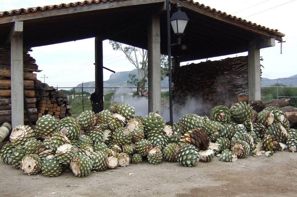 Mezcal production roasting pit