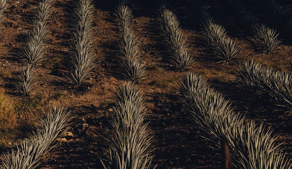 Agave that is harvested by Volcan Tequila