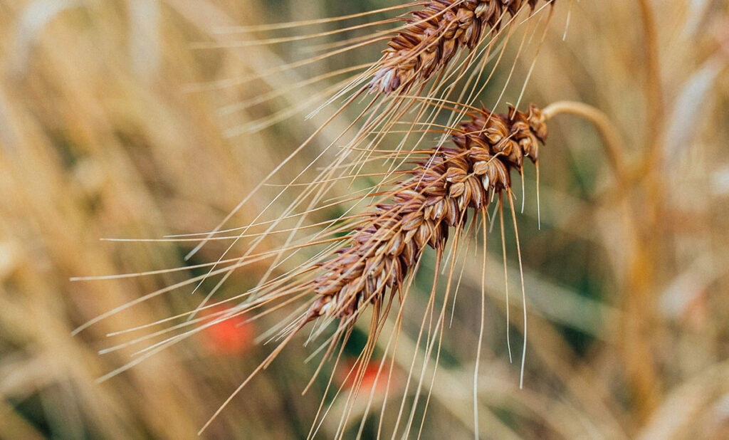The barley used to create Fielden Harvest 2019 Rye Whisky