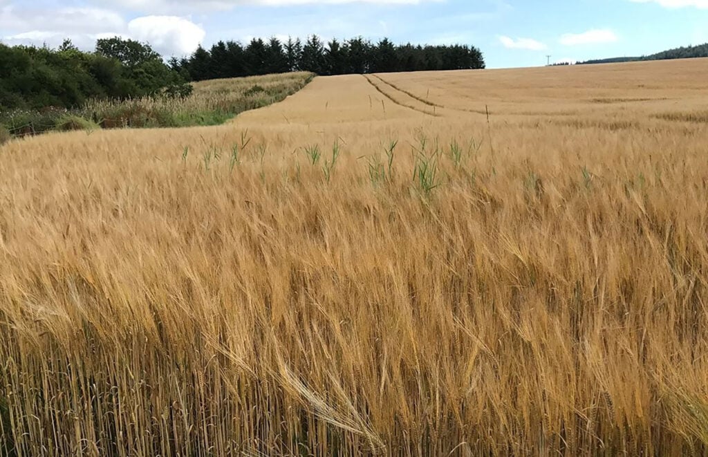 Glen Grant whisky is made from Scottish barley