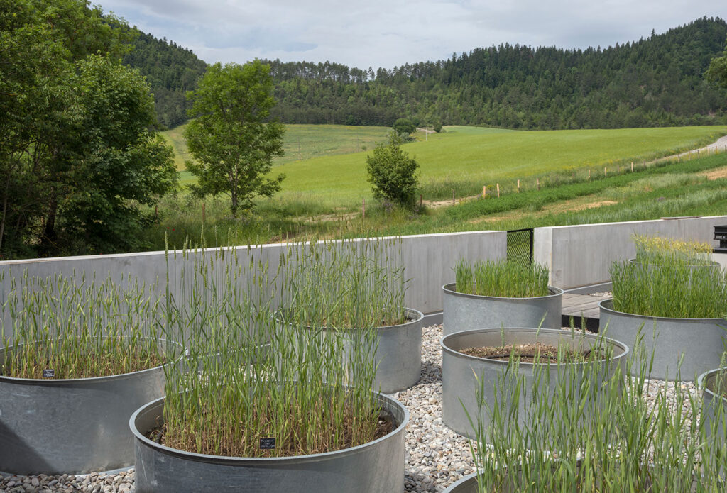 The Domaine des Hautes Glaces grain nursery, where new strains are tested for reliability and flavour compatiablity