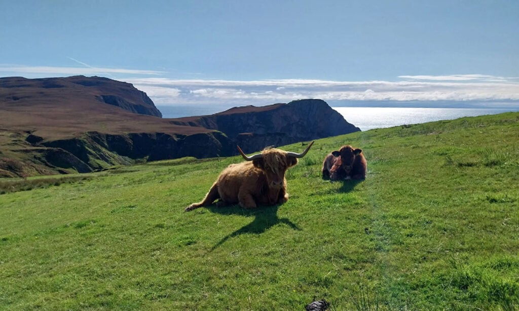 Highland Cattle on The Oa in Scotland