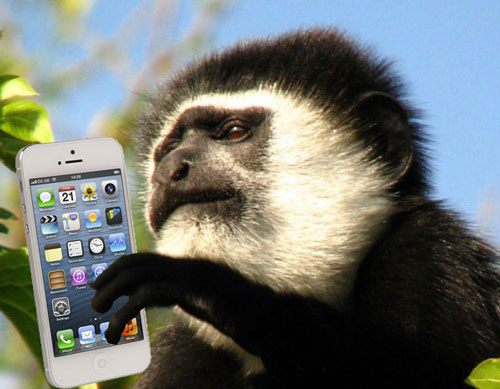 Colobus monkey with phone