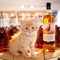 Whiskeh Kitteh Whisky Cat