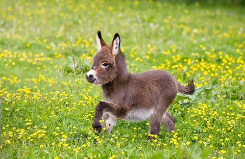 Donkey