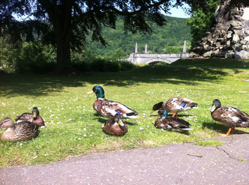 aberfeldy ducks dramboree whisky weekend 2013.jpg