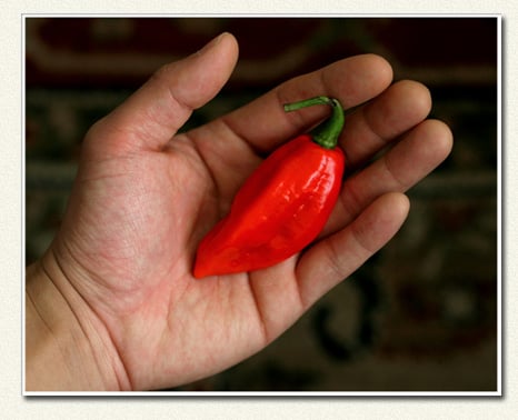 Naga Chillies