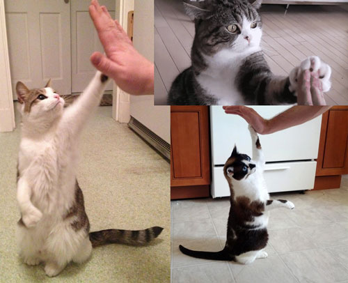 Cats