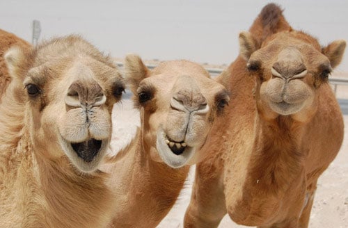 camels laughing happy desert