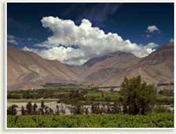 Chilean Wine