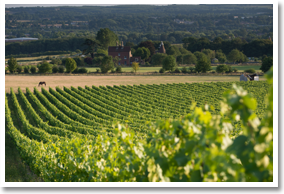 Chapel Down Winery