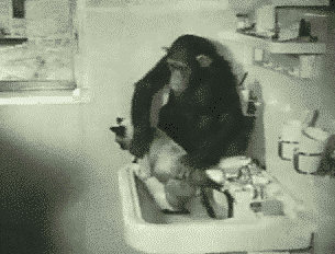 Aww a monkey washing a cat