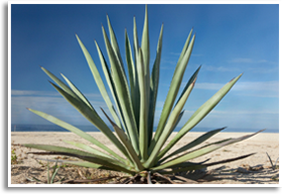 Tequila