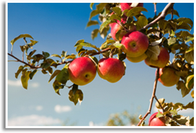 Cider