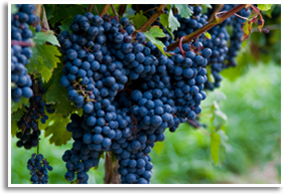 Wine/cabernet Sauvignon