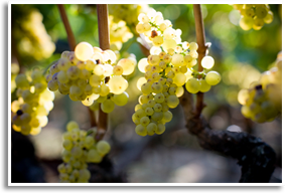 Wine/chardonnay