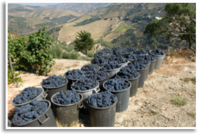 Wine/fortified Wine/port