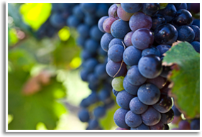 Wine/grenache