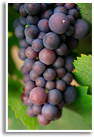 Wine/pinot Grigio