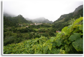 Wine/fortified Wine/madeira