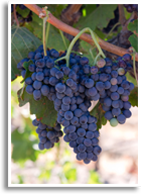 Wine/malbec