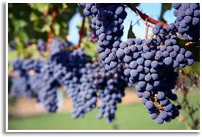 Wine/red Wine