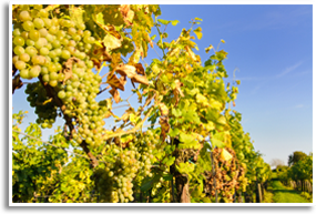 Wine/sauvignon Blanc