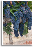 Wine/shiraz Syrah