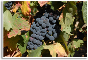 Wine/tempranillo