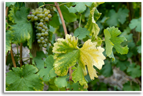 Wine/viognier