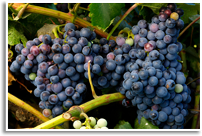 Wine/zinfandel