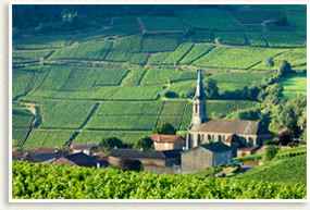 Burgundian Wine