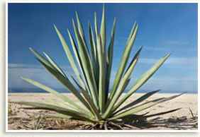 Blanco Tequila