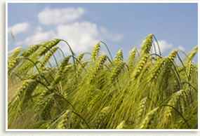 Grain Whisky